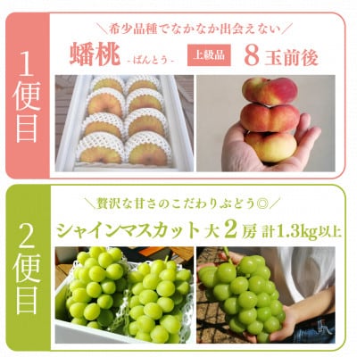 【発送月固定定期便】【きよとうファーム】蟠桃とシャインマスカットの上級品を岡山から産地直送全2回【配送不可地域：離島・北海道・沖縄県】
