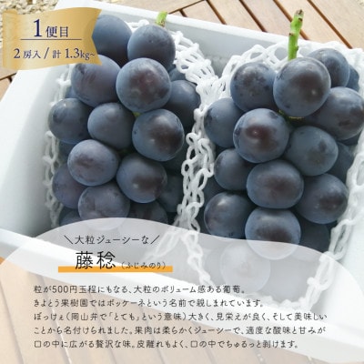 【発送月固定定期便】【2026年先行予約】大きな藤稔とシャインマスカットの満足2回便!全2回【配送不可地域：離島】