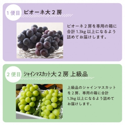【発送月固定定期便】【2026年先行予約】ピオーネとシャインマスカットの大2房が届く(岡山産)全2回【配送不可地域：離島】