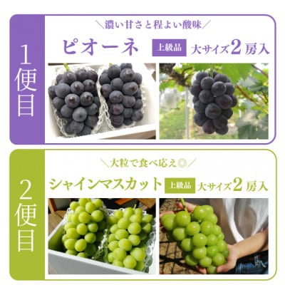 【発送月固定定期便】【2026年先行予約】ピオーネとシャインマスカット大2房の定期便(岡山産)全2回【配送不可地域：離島】