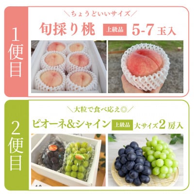 【発送月固定定期便】【2026年先行予約】量より質!桃とピオーネ＆シャインの定期便(岡山県産)全2回【配送不可地域：離島・北海道・沖縄県】