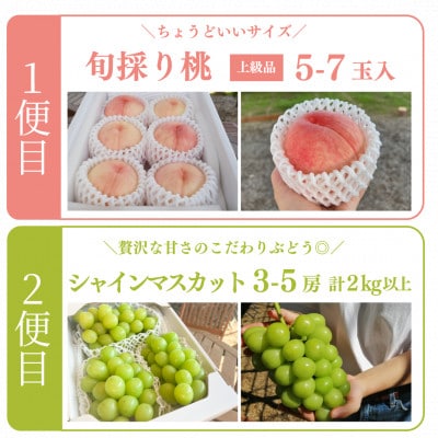 【発送月固定定期便】【2026年先行予約】人気果物2種類が届く 桃とシャインの満足便(岡山産)全2回【配送不可地域：離島】