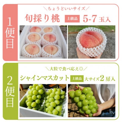 【発送月固定定期便】【2026年先行予約】桃とシャインマスカット どっちも食べたい便(岡山産)全2回【配送不可地域：離島】