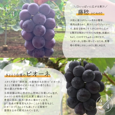 【発送月固定定期便】【2026年先行予約】お試し4回便藤稔・ピオーネ・シャイン・紫苑 /岡山産全4回【配送不可地域：離島】