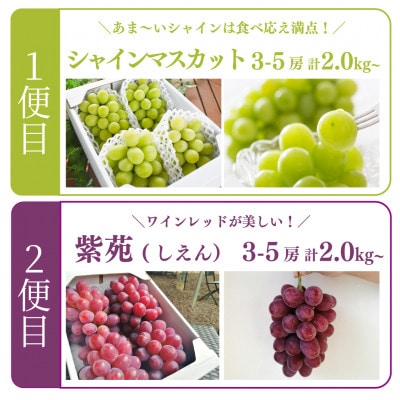 【発送月固定定期便】【2026年先行予約】シャインマスカットと紫苑の2回便(岡山県産)全2回【配送不可地域：離島】