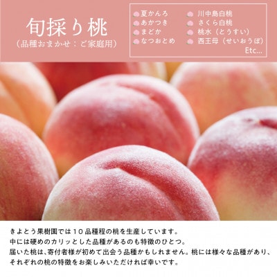 【発送月固定定期便】【2026年先行予約】桃、ピオーネ、シャインマスカットの満足便(岡山県産)全3回【配送不可地域：離島】