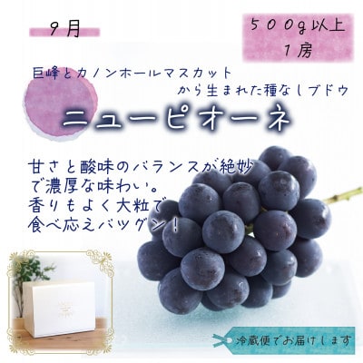 【発送月固定定期便】岡山　花笑み農園のピオーネ＆シャインお試し便(各1房・500g以上)全2回【配送不可地域：離島】