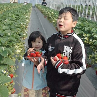 【2026年度発送分】朝採れ新鮮ピオーネ2kg＆いちご狩り無料券【配送不可地域：離島・北海道・沖縄県】