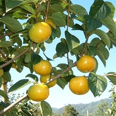 【先行受付】津山産高級大甘柿　太秋大甘柿【配送不可地域：離島】