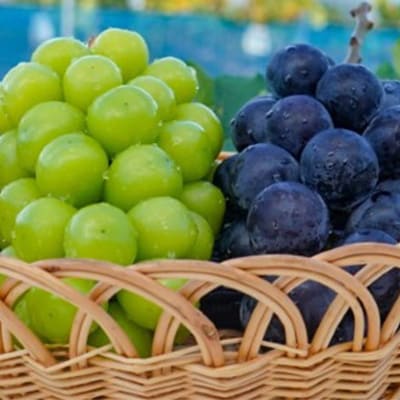 【2026年9月下旬発送】大粒ぶどう2種セット　シャインマスカットほか 2房 約1.2kg
