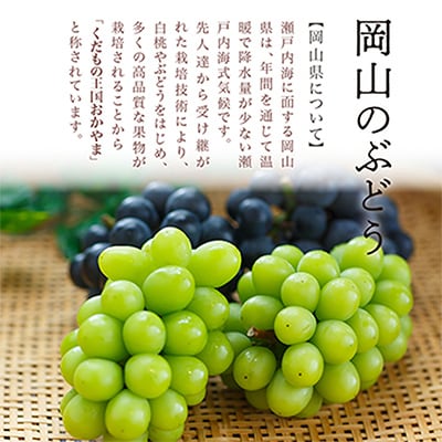 【先行受付】岡山県産　ニューピオーネ2房 (1房480g以上・合計約1kg)　化粧箱入り【配送不可地域：離島・北海道・沖縄県】