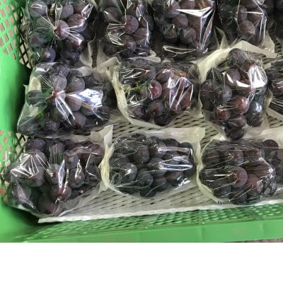 新鮮・朝採り後即出荷!　岡山県　吉備高原産ニューピオーネ　1房入り(700g以上)贈答品