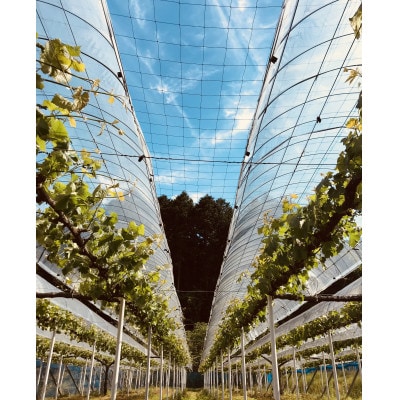 新鮮・朝採り後即出荷!　岡山県　吉備高原産ニューピオーネ　約5kg(7～10房入り)贈答品