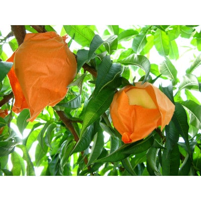 ◆先行受付◆　岡山白桃とシャインマスカット　2026年発送【配送不可地域：離島・北海道・沖縄県】