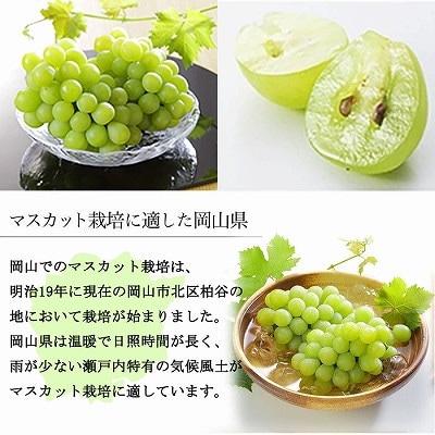 【2026年6月下旬より順次発送】岡山県産 マスカット・オブ・アレキサンドリア 600g×1房【配送不可地域：離島・北海道・沖縄県】