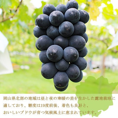 【先行受付】岡山県産　ブラックビート　600g×2房【配送不可地域：離島・北海道・沖縄県】