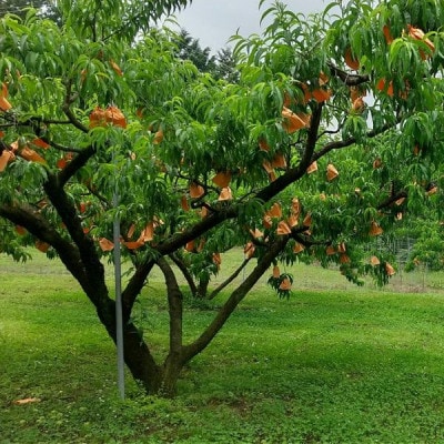 【2026年発送】【7月発送】岡山白桃　約1.2kg(4～6玉)【配送不可地域：離島・北海道・沖縄県】