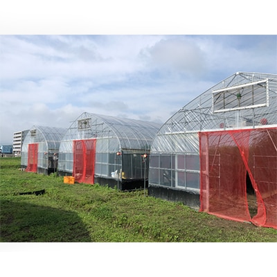 採れたて新鮮　アスパラガス　1kg【配送不可地域：離島】