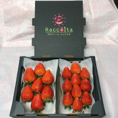 先行受付2026年1月以降発送　晴れの国おかやま新ブランド「晴苺」化粧箱入り2パック【配送不可地域：離島・北海道・沖縄県】