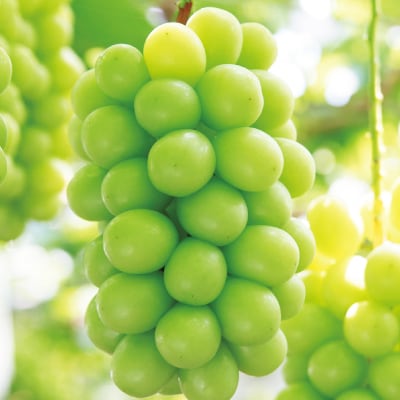 岡山県産シャインマスカット(ご家庭用)【2026年9月中旬以降発送予定】【配送不可地域：離島】