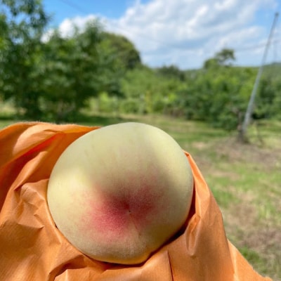 【2026年先行予約】2026年7月中旬頃より発送予定・岡山の白桃・白鳳(2kg箱)【配送不可地域：離島】