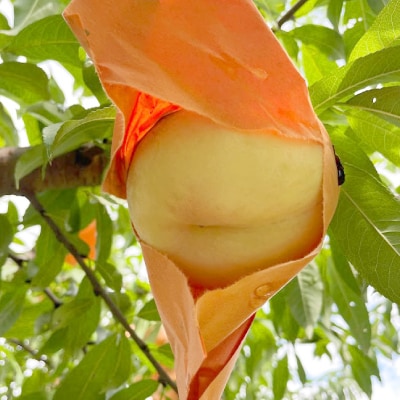 【2026年先行予約】2026年7月下旬頃より発送予定・岡山の白桃・清水白桃(2kg箱)【配送不可地域：離島】