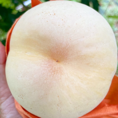 【2026年先行予約】2026年8月上旬頃より発送予定・岡山の白桃・おかやま夢白桃(2kg箱)【配送不可地域：離島】