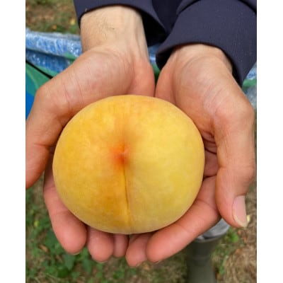 【2026年先行予約】8月上旬頃より発送予定・岡山県産・マンゴーの様な黄色い桃・黄金桃(2kg箱)【配送不可地域：離島】