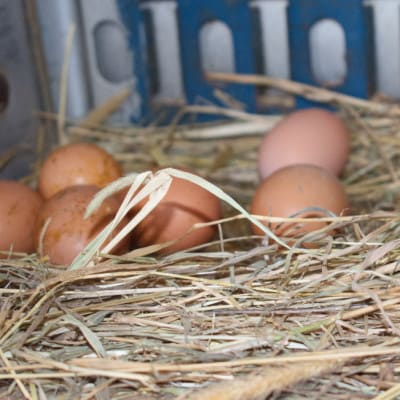 津山市産・平飼い卵25個+割れ保証5個