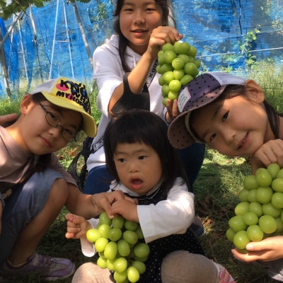 【2026年度発送分】早起き農家の直送便　お土産シャインマスカット2房【配送不可地域：離島・北海道・沖縄県】