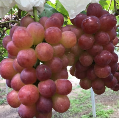 【2026年度発送分】早起き農家の直送便　お土産マスカットビオレ2房【配送不可地域：離島・北海道・沖縄県】