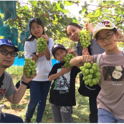 【2026年度発送分】早起き農家の直送便　上出来シャインマスカット1房【配送不可地域：離島・北海道・沖縄県】