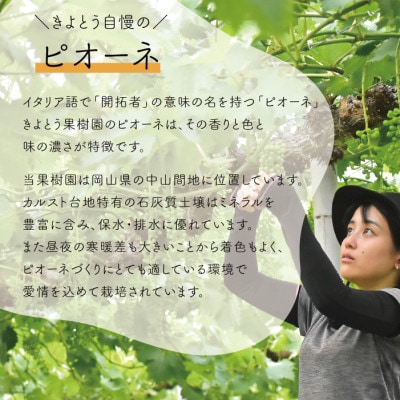 【2026年先行予約】【訳あり】ピオーネ ご家庭用 3-5房入/計2kg～(岡山県産)【配送不可地域：離島】