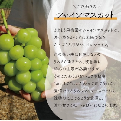 【2026年先行予約】シャインマスカット 上級品 大3-5房/計2.4kg～(岡山県産)【配送不可地域：離島】