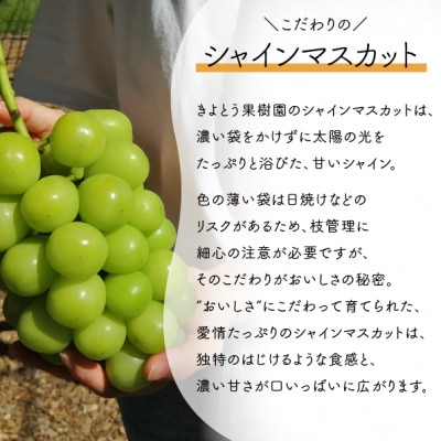 【2026年先行予約】シャインマスカット 1房入 /500g以上　(岡山県産)【配送不可地域：離島】