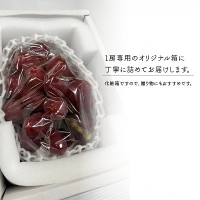 【2026年先行予約】【お試し便】 紫苑(しえん) 1房500g～(岡山県産)【配送不可地域：離島】