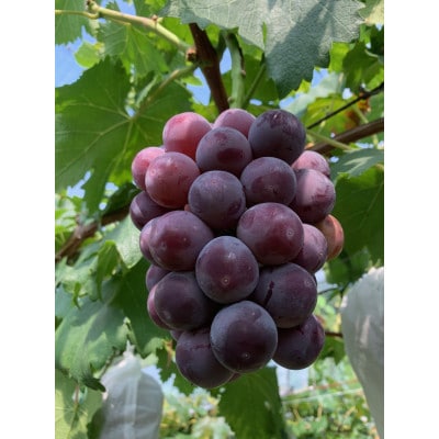 【先行予約 2026年発送】岡山県産　種なし完熟 ニューピオーネ　2房(約1kg)【配送不可地域：離島】