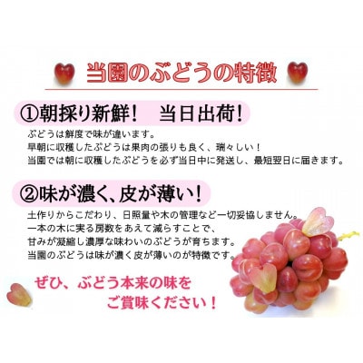 【2026年先行受付】お試しフルーツ王国岡山シャインマスカット500g以上!　朝採れぶどう1房【配送不可地域：離島】