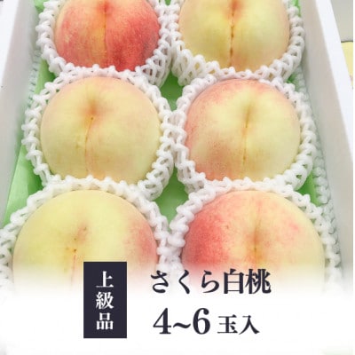 【2026年先行予約】しっかりとした果肉が美味しい「さくら白桃」上級品 4-6玉入(岡山県産)【配送不可地域：離島】