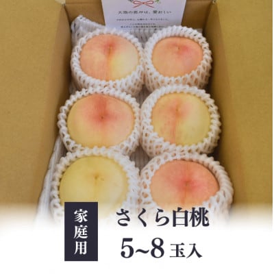 【2026年先行予約】しっかりめの肉質と甘さが絶品「さくら白桃」ご家庭用 5-8玉入(岡山県産)【配送不可地域：離島】