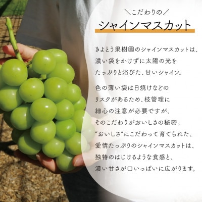 【2026年先行予約】ピオーネ＆シャインマスカット 上級品 大2房 /計1.3kg～(岡山県産)【配送不可地域：離島】