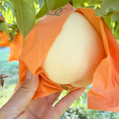 【2025年先行予約】2025年9月上旬頃より発送予定・希少品種の岡山の白桃・甘甘燦燦(2kg箱)【配送不可地域：離島】