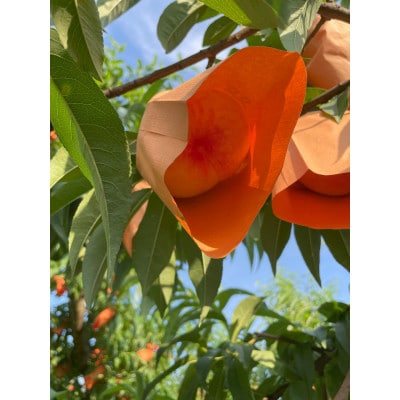 【2026年先行予約】2026年7月中旬頃より発送予定・岡山の白桃・白鳳(1.5kg箱)【配送不可地域：離島】