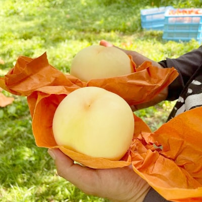 【先行予約】2026年8月上旬頃より発送予定・岡山の白桃・おかやま夢白桃(1.5kg箱)【配送不可地域：離島】