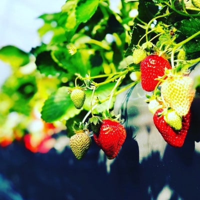 【2026年1月より順次発送】朝採れ新鮮まほらのいちご(さちのか)4パック入り箱【配送不可地域：離島・北海道・沖縄県】