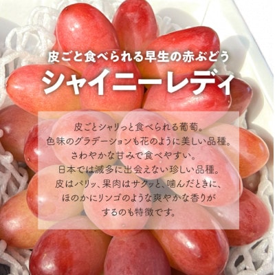 【2026年先行予約】厳選品 赤色が美しい早生の葡萄シャイニーレディ1房/700g～(岡山県産)【配送不可地域：離島】