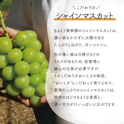 【2026年先行予約】食べ切サイズ シャインマスカット 中2房/計1.0kg～(岡山県産)【配送不可地域：離島】