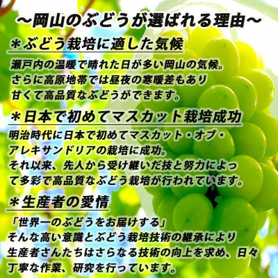 【2026年8月下旬以降順次発送】岡山名産【晴王】シャインマスカット1房約650g秀品!【配送不可地域：離島】