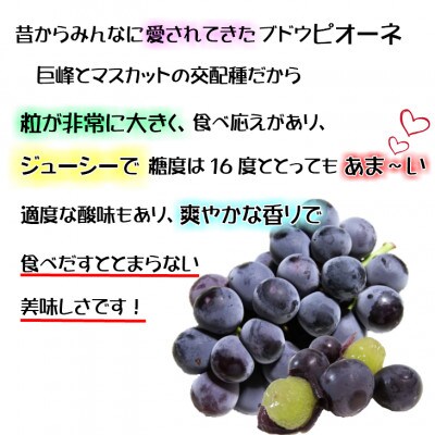 【2026年発送】糖度抜群ぶどう【秀品】岡山産!種なしピオーネ2kg以上(3～4房)　ギフトにも【配送不可地域：離島】