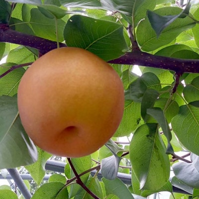 《2025年9月中旬より順次発送》新高梨 ふわり　2玉【配送不可地域：離島】